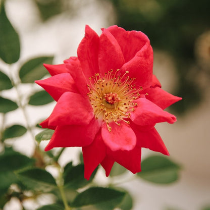 Urban Legend Shrub Rose - LandscapeDirect