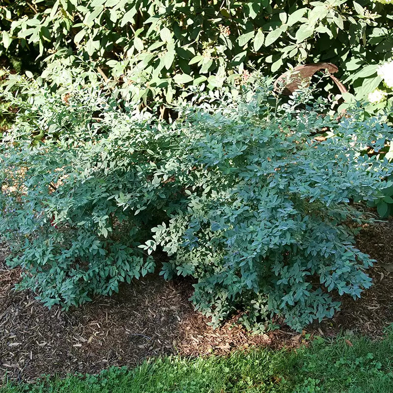 Splendid! Blue Highbush Blueberry