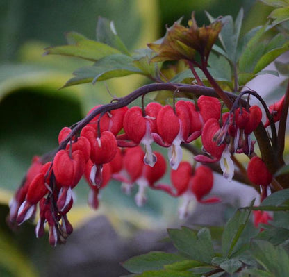 Valentine Bleeding Heart - LandscapeDirect