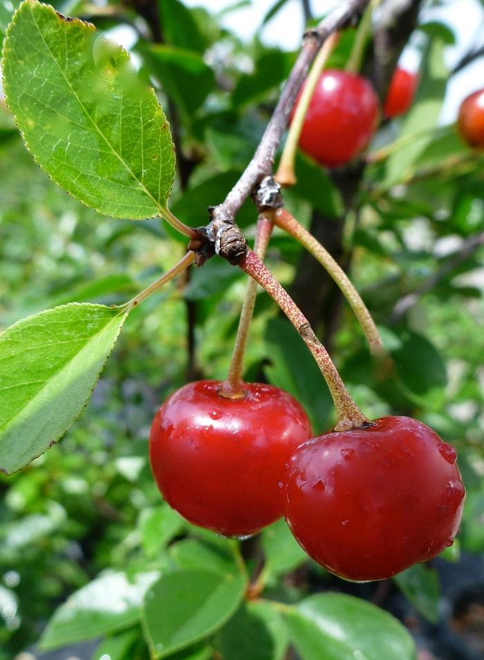 Valentine Dwarf Cherry