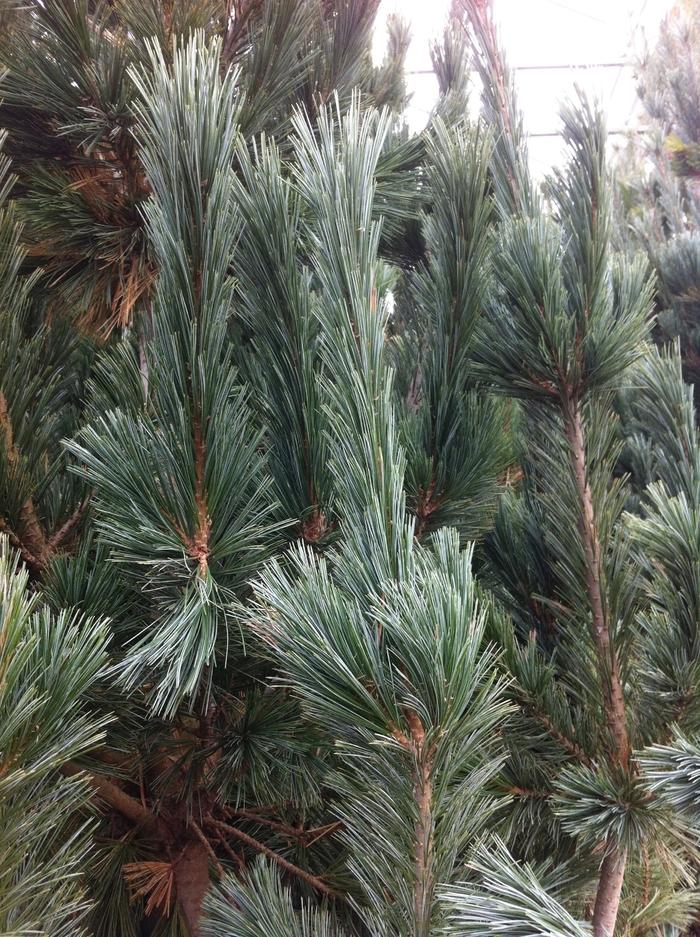 Vanderwolf's Limber Pine - LandscapeDirect