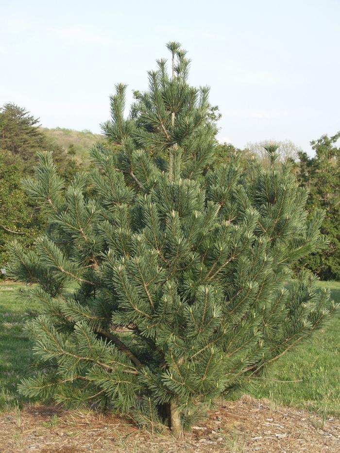 Vanderwolf's Limber Pine - LandscapeDirect