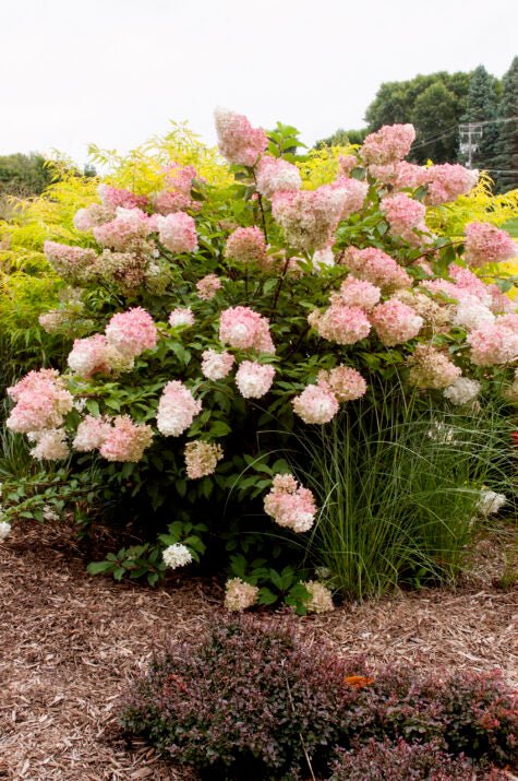 Vanilla Strawberry Hydrangea - LandscapeDirect