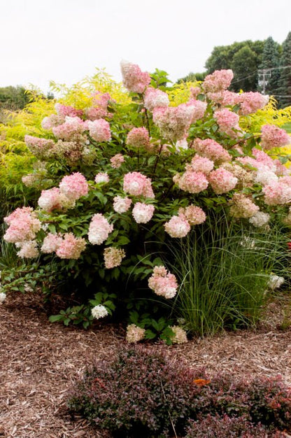 Vanilla Strawberry Hydrangea - LandscapeDirect