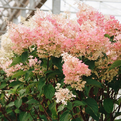 Vanilla Strawberry Hydrangea Tree - LandscapeDirect
