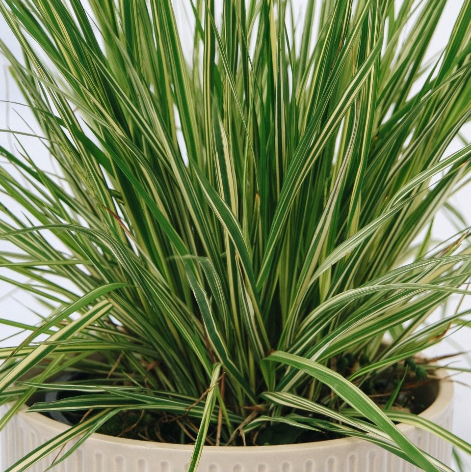 Variegated Moor Grass - LandscapeDirect