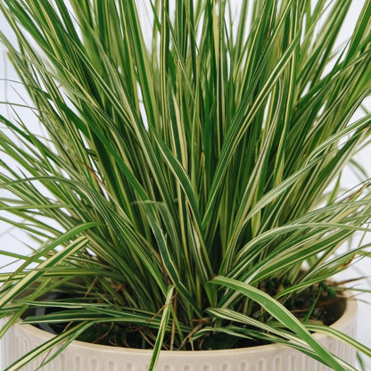 Variegated Moor Grass - LandscapeDirect