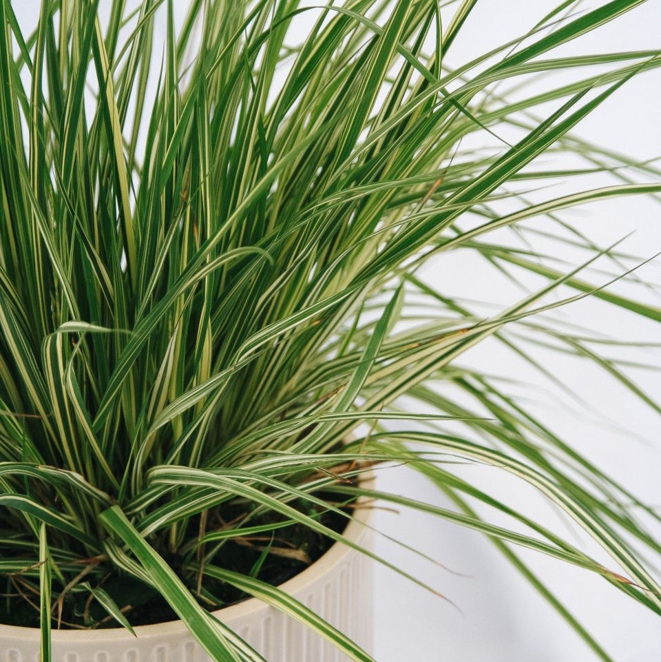 Variegated Moor Grass - LandscapeDirect