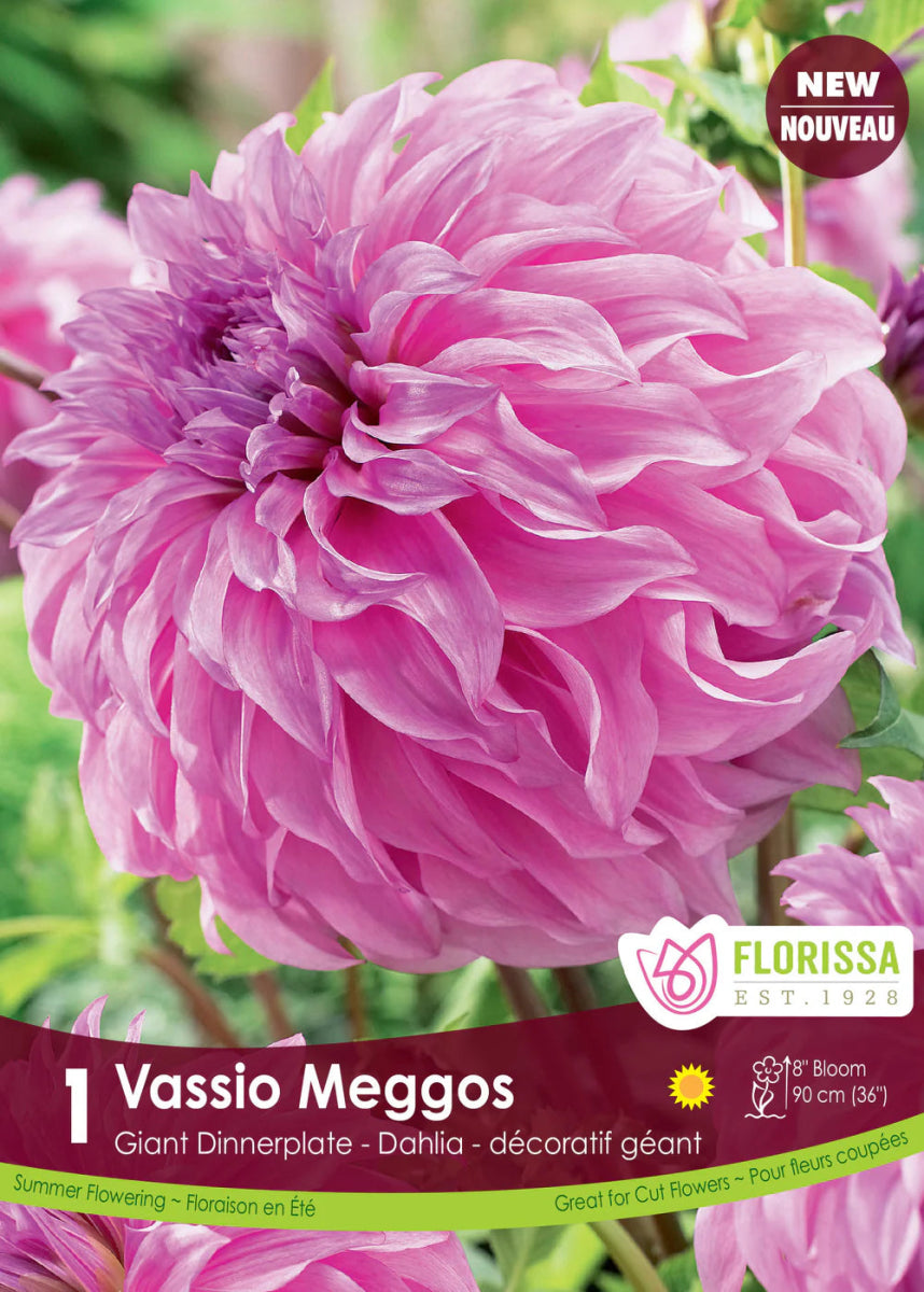 Vassio Meggos Dinnerplate Dahlia - LandscapeDirect