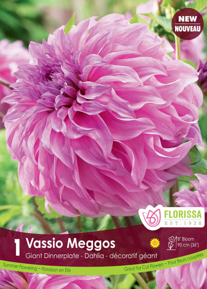 Vassio Meggos Dinnerplate Dahlia - LandscapeDirect