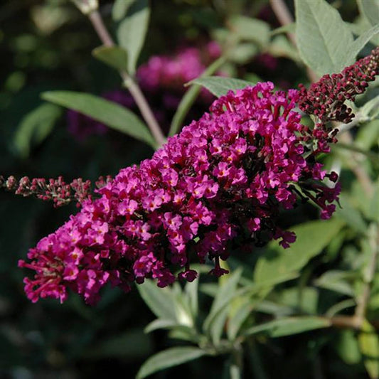 Velvet Butterfly Bush - LandscapeDirect