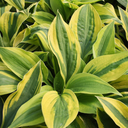 Velvet Moon Plantain Lily - LandscapeDirect