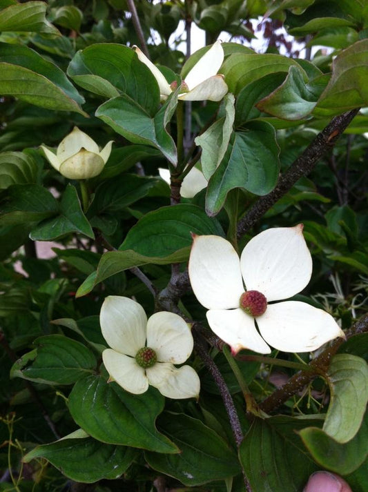 Venus Dogwood