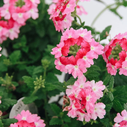 Verbena Superbena Sparkling Rose - LandscapeDirect