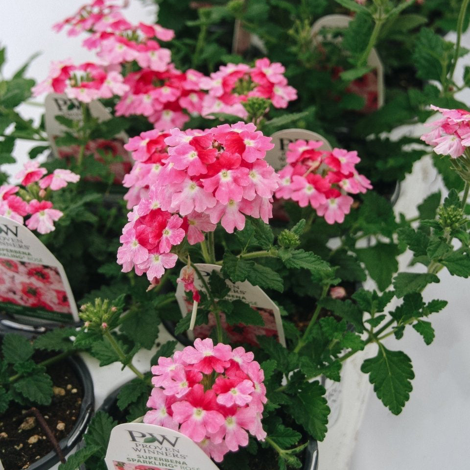 Verbena Superbena Sparkling Rose - LandscapeDirect