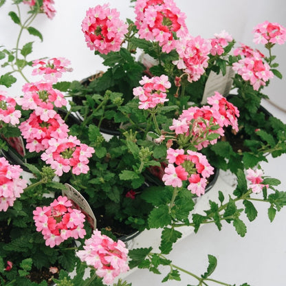 Verbena Superbena Sparkling Rose - LandscapeDirect