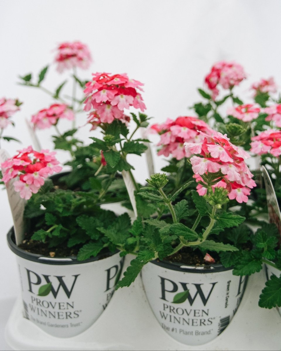 Verbena Superbena Sparkling Rose - LandscapeDirect