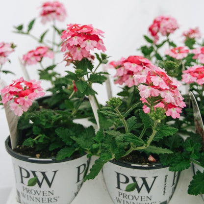 Verbena Superbena Sparkling Rose - LandscapeDirect