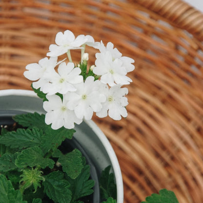 Verbena Superbena Whiteout - LandscapeDirect