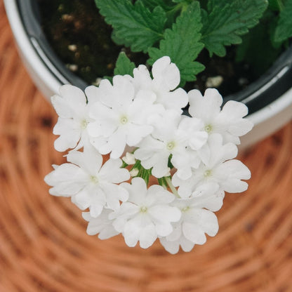 Verbena Superbena Whiteout - LandscapeDirect