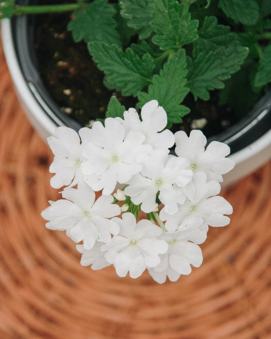 Verbena Superbena Whiteout - LandscapeDirect