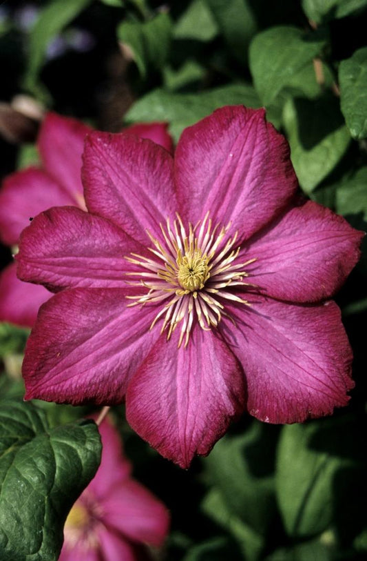 Ville de Lyon Clematis - LandscapeDirect