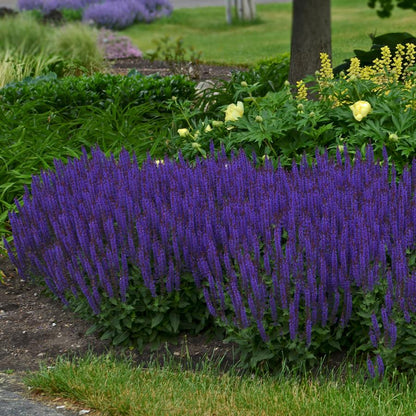 Violet Riot Meadow Sage - LandscapeDirect