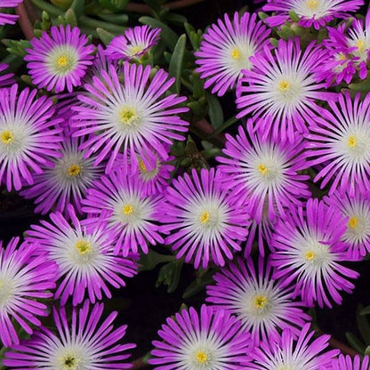 Violet Wonder Ice Plant - LandscapeDirect