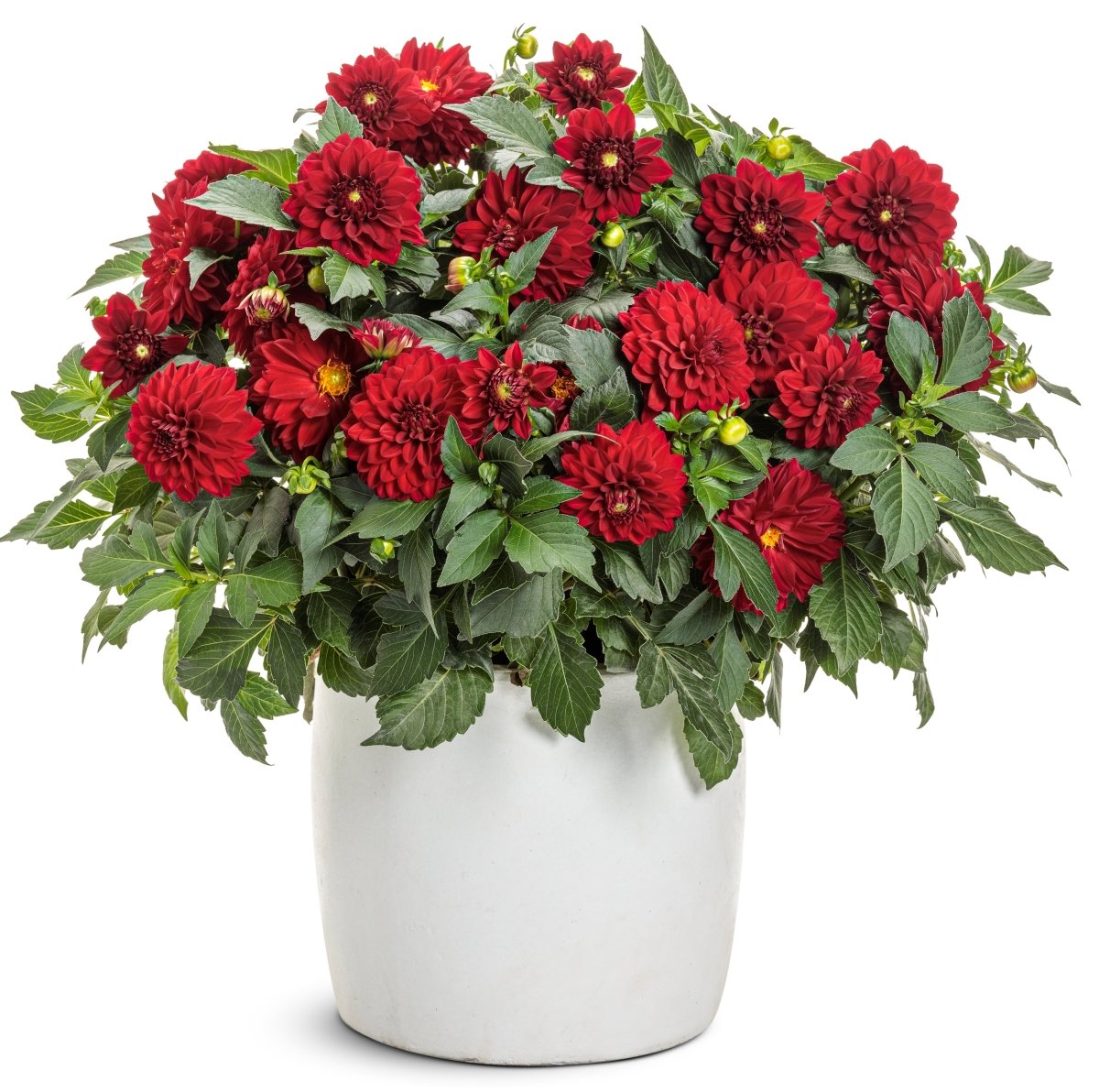 Virtuoso Classy Carmine Dahlia - LandscapeDirect