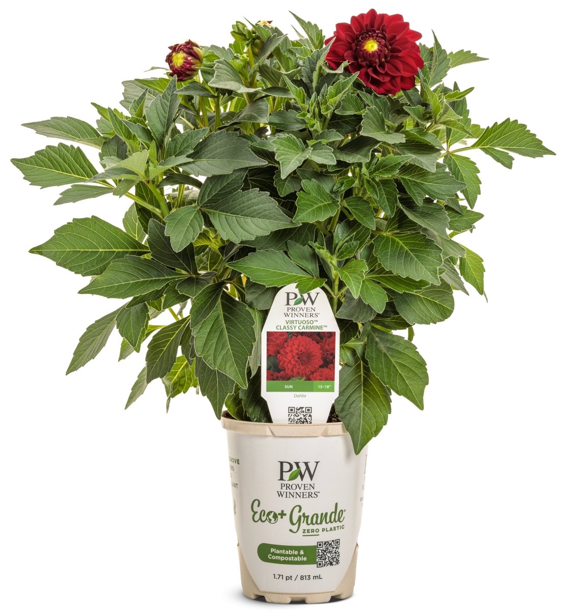 Virtuoso Classy Carmine Dahlia - LandscapeDirect