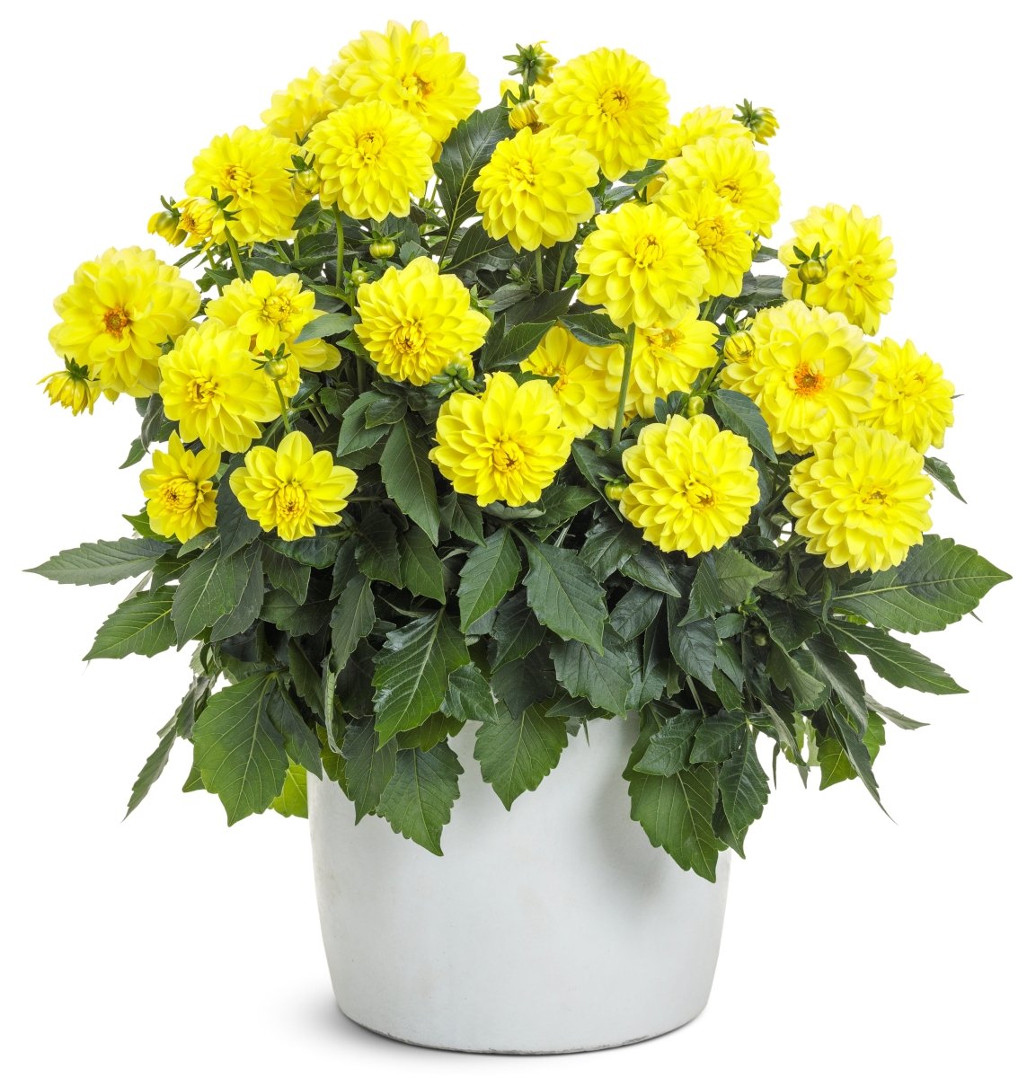Virtuoso Dayglo Yellow Dahlia - LandscapeDirect