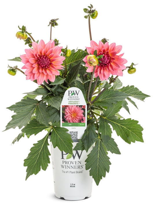 Virtuoso Pinkerific Dahlia - LandscapeDirect