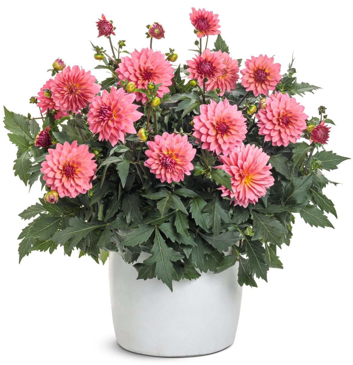 Virtuoso Pinkerific Dahlia - LandscapeDirect