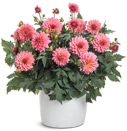 Virtuoso Pinkerific Dahlia - LandscapeDirect