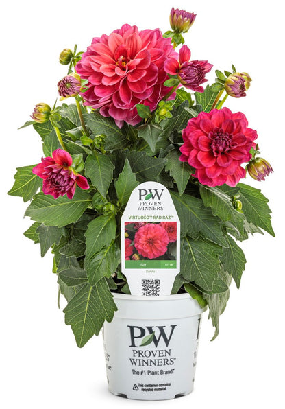 Virtuoso Rad Raz Dahlia - LandscapeDirect