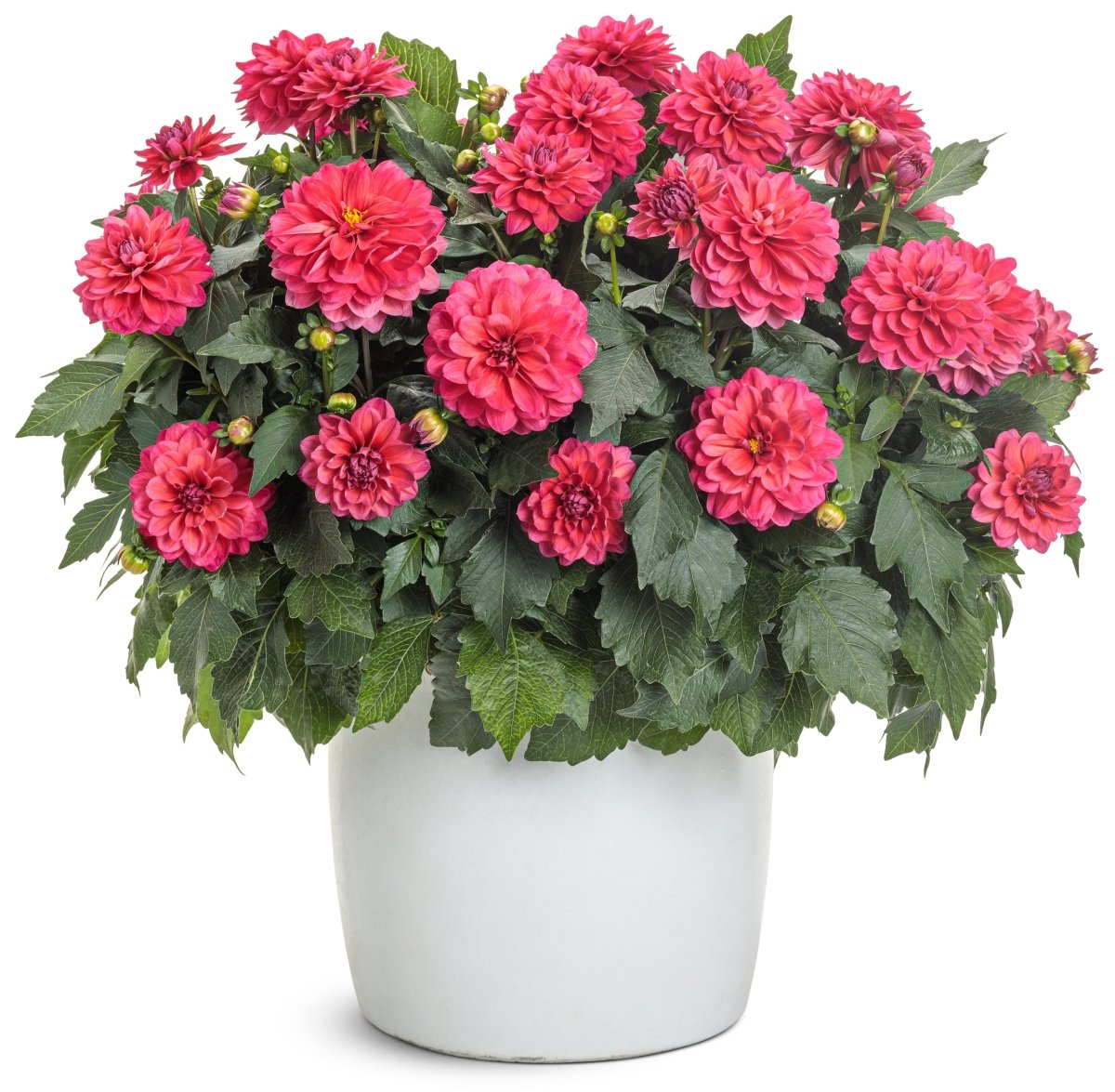 Virtuoso Rad Raz Dahlia - LandscapeDirect