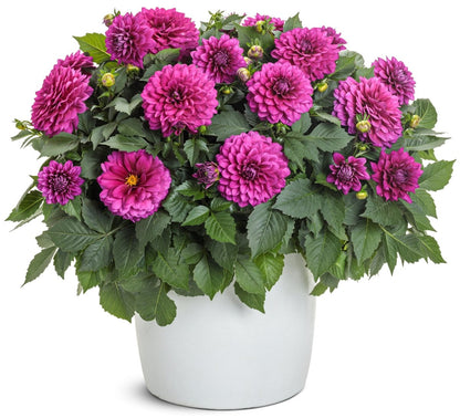 Virtuoso Vibrant Violet Dahlia - LandscapeDirect