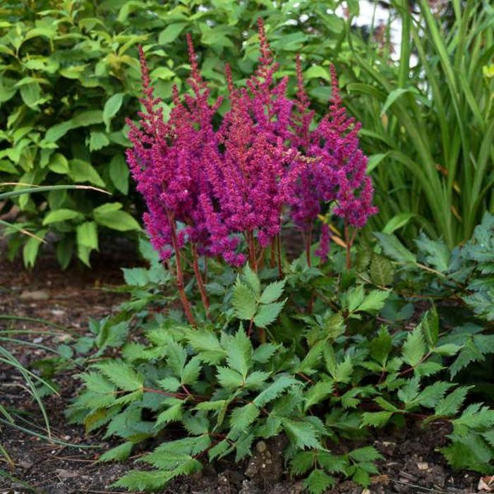 Visions in Red Astilbe - LandscapeDirect