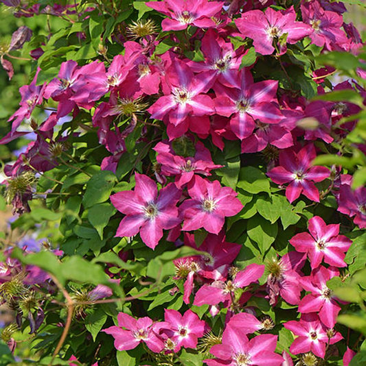 Viva Polonia Clematis - LandscapeDirect