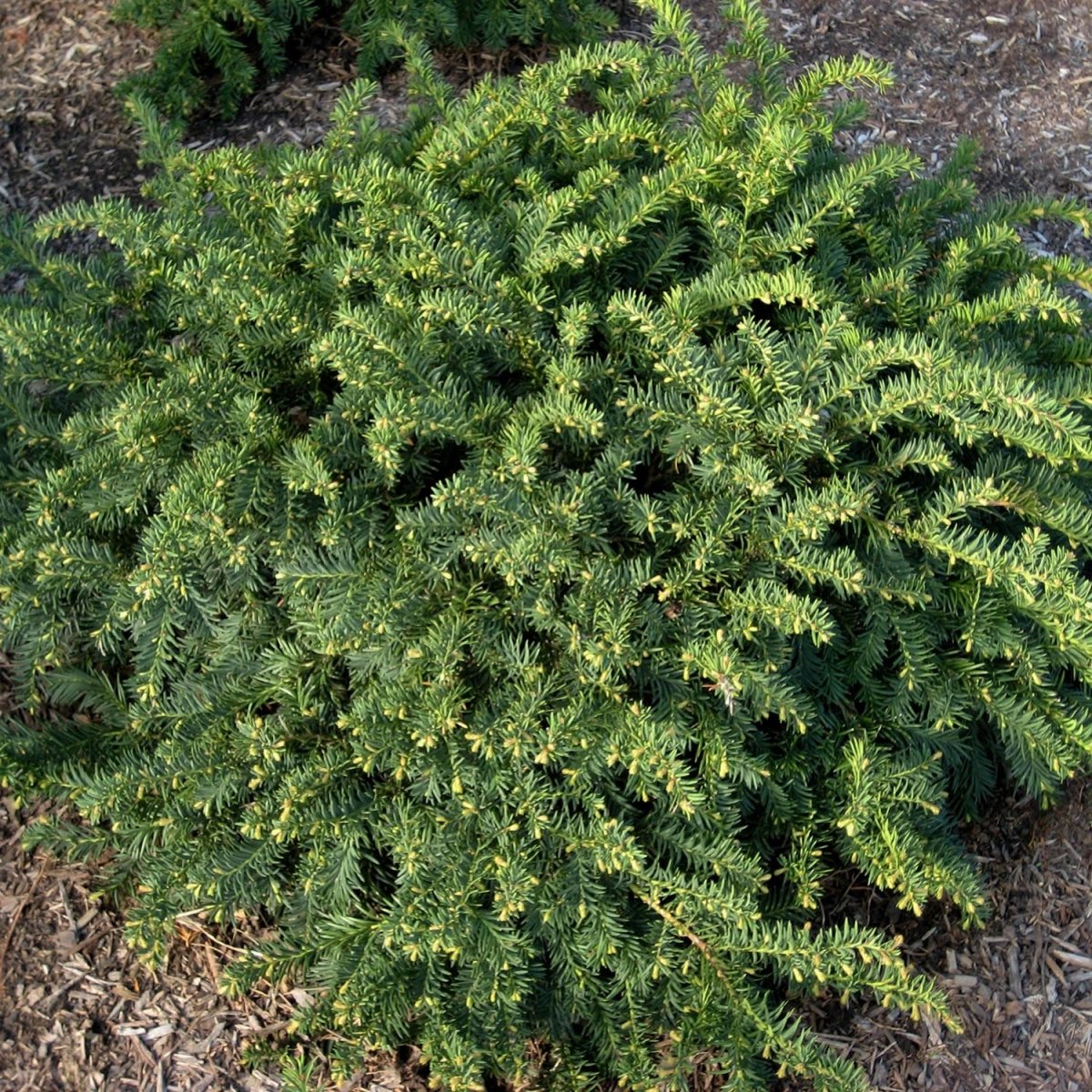 Ward's Yew - LandscapeDirect