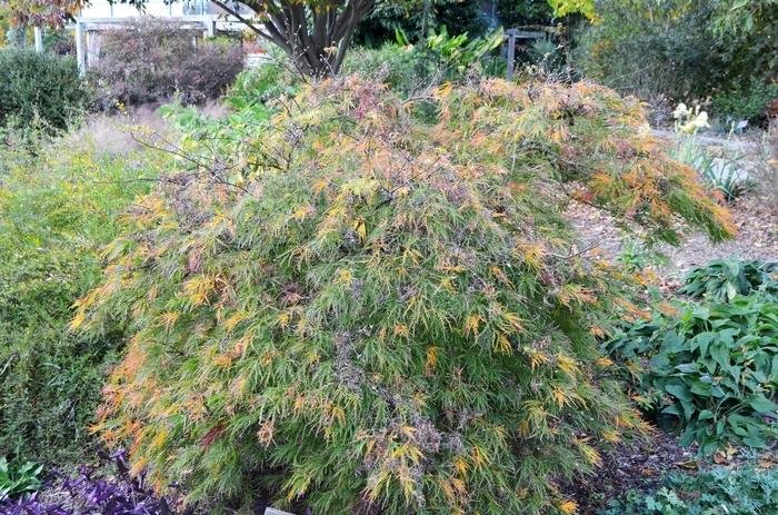 Waterfall Laceleaf Japanese Maple - LandscapeDirect