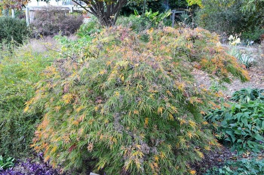 Waterfall Laceleaf Japanese Maple - LandscapeDirect