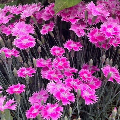 Watermelon Ice EverBloom Pinks - LandscapeDirect