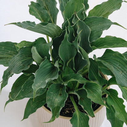 Waterslide Plantain Lily - LandscapeDirect
