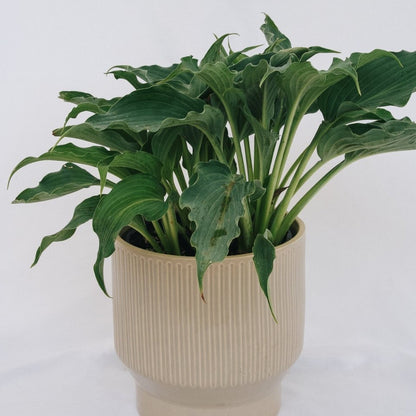 Waterslide Plantain Lily - LandscapeDirect