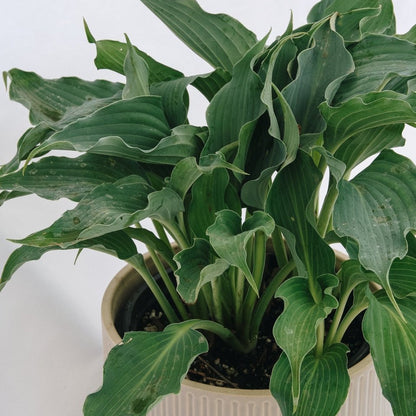 Waterslide Plantain Lily - LandscapeDirect
