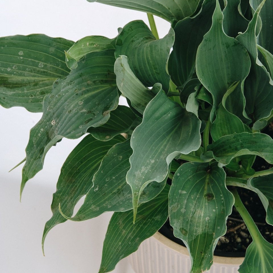 Waterslide Plantain Lily - LandscapeDirect
