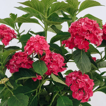 Wee Bit Grumpy Bigleaf Hydrangea - LandscapeDirect