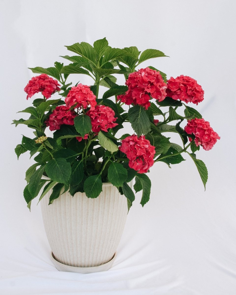 Wee Bit Grumpy Bigleaf Hydrangea - LandscapeDirect