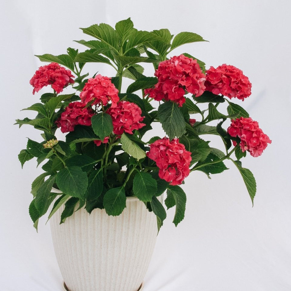 Wee Bit Grumpy Bigleaf Hydrangea - LandscapeDirect